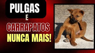 Como Prevenir e Tratar Pulgas e Carrapatos no Seu Pet Dicas e Cuidados Essenciais [upl. by Katerine]