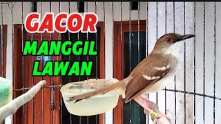 Ciblek Gacor ngebren manggil lawan [upl. by Etnaud]