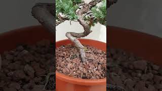 pre bonsai de junipero procumbens nana [upl. by Glyn]