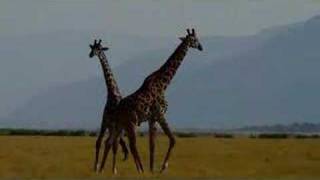 Male Giraffes Fight Neck to Neck [upl. by Lib]