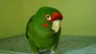 Mitred Conure Talking [upl. by Nadnal]