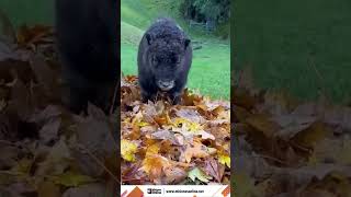 Una cría de buey almizclero disfruta de su primer otoño jugando entre las hojas Una cría de buey alm [upl. by Rodgiva827]