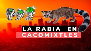 LOS CACOMIXTLES Y LA RABIA RESOLVIENDO DUDAS [upl. by Schoof220]