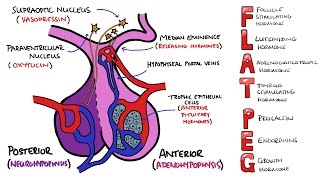 Anterior v Posterior Pituitary Gland  PLUS Anterior Pituitary Hormones Mnemonic FLAT PEG [upl. by Eseilenna96]