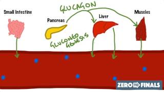 Blood Glucose Regulation and Diabetes [upl. by Camus]