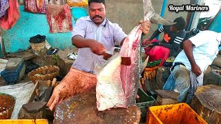 20 kg Big Trevally Fish Cutting₹8000 10790Kasimedu Selvam Fastest Fish Butcherroyalmariners [upl. by Alleira767]