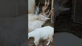 Questa capra ha un modo di corteggiare davvero buffo😂 animals funny funnyanimals goat [upl. by Yelkao426]