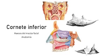 CORNETE INFERIORANATOMÍA DEL MACIZO FACIAL [upl. by Iclek]