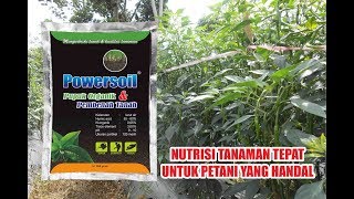 Tumpangsari Cabai Merah Pare Melon menggunakan Produk MMT [upl. by Sahcnip]