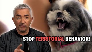 This Shih Tzu Pup Makes Me Bleed  Cesar 911 Season 4 Ep 3  Part 1 [upl. by Suirtimid]