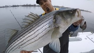 How to catch Stripers with a very simple rig that makes a HUGE difference Striped Bass fishing [upl. by Novikoff]