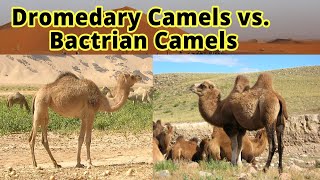 Dromedary Camels vs Bactrian Camels How to Distinguish Them [upl. by Anoniw253]