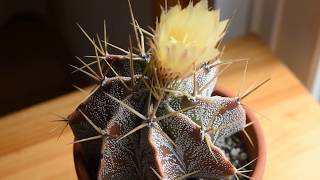 How I take care of cactus Astrophytum ornatum [upl. by Shawn]