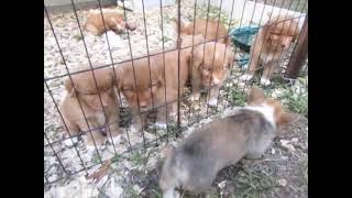 Nova Scotia Duck Tolling Retriever Puppies [upl. by Nomar354]