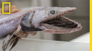 This DeepSea Lizard Fish Will Give You Nightmares  National Geographic [upl. by Dafna]