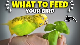 How to Feed your Pet Bird  A Guide for Seeds Veggies and Pellets [upl. by Ennis]