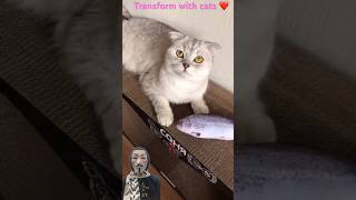 Transform with cats ❤️cats cat animals shots [upl. by Mullac787]