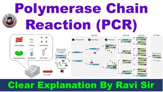 Polymerase Chain Reaction PCR  DNA Amplification  HSR Bioinfo [upl. by Annav721]