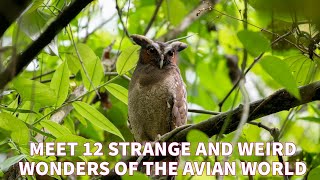 Wild birds channel  12 Strange and Weird wonders of the avian World [upl. by Ahseket]