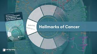 The Hallmarks of Cancer Research  CST [upl. by Elo]