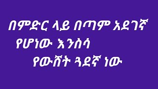 በምድር ላይ በጣም አደገኛ የሆነዉ እንስሳ የዉሸት ጓደኛ ነዉ [upl. by Nitsoj125]