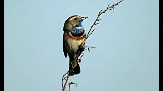 Bluethroat Morning singing [upl. by Nerrol431]