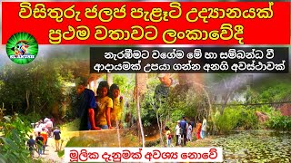 Aquatic plant farm in sri lanka Aquarium plants farm opening  Plants  SLAnush plants [upl. by Edi605]