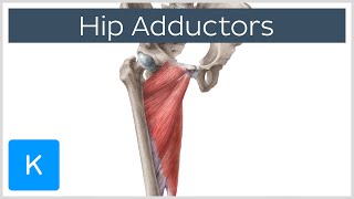 Anatomy of the Hip Adductor Muscles  Human Anatomy  Kenhub [upl. by Hildegard]