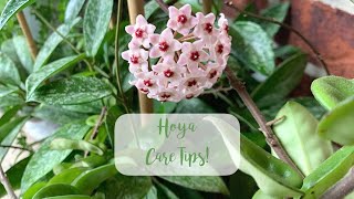 How to get Hoyas to Flower  Hoya Care Tips [upl. by Adnaval814]