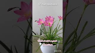 Tips to get Flowers in Rain Lily  🌧 Monsoon में Rain Lily फूलों के लिये टिप्स 🌺🌻🌹🌷 [upl. by Colon]