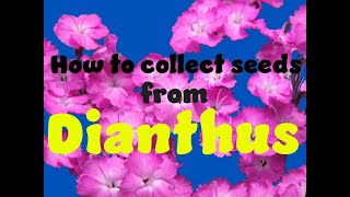 How to collect seed from Dianthus [upl. by Werdnael]