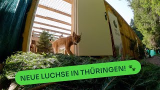 Ein Meilenstein für den Artenschutz Zwei weitere Luchse in Thüringen ausgewildert 🐾💚 [upl. by Nager547]