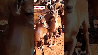 GoatDeer hybrid rooftop GOAT farming facts earn pets animals [upl. by Tahp]