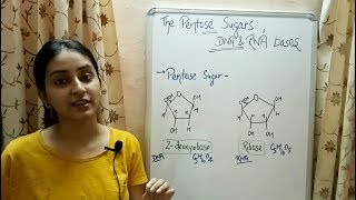 Pentose Sugars  Nitrogenous Bases  Structure of DNA  Lecture 6 [upl. by Corell]