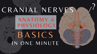 Cranial Nerve Basics Part 1  Easy QuickReview  Anatomy amp physiology  cranialnerves shorts [upl. by Ahsinit]