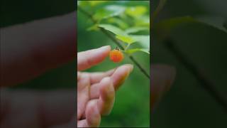 Wild Raspberry fruit Harvest shorts ytshorts fruit [upl. by Hajidahk]