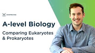 Comparing Eukaryotes amp Prokaryotes  Alevel Biology  OCR AQA Edexcel [upl. by Orren360]