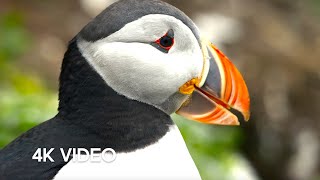 Puffin Hunts Fish To Feed Puffling  4K UHD  Blue Planet II  BBC Earth [upl. by Noj803]