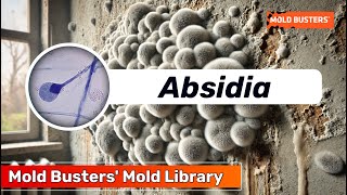 Meet Absidia The Overlooked Mold Hiding in Your Home [upl. by Ettenaj]