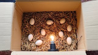 how to make egg incubator at home for chicks [upl. by Olympie]