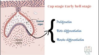 Physiological stages of Tooth Development [upl. by Niryt576]