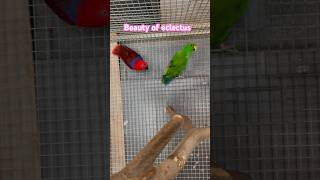 Eclectus parrotbirds [upl. by Wolfe]