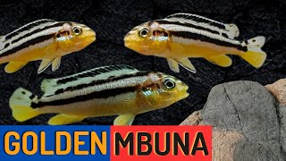 Golden Mbuna Cichlid Beautiful and Aggressive Melanochromis auratus [upl. by Seftton651]