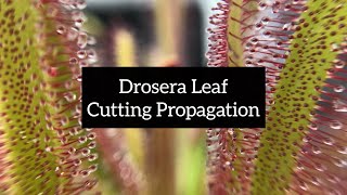 Drosera Leaf Cutting Propagation  Quick and Easy Ways to Propagate Your Sundews [upl. by Belicia]