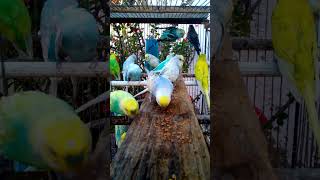 This Amazon bird toy is SO COOL birds parrot birdslover budgis lovebirds budgiegar budgies [upl. by Ronny]