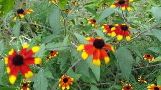 rudbeckia triloba priarie glow [upl. by Micro634]