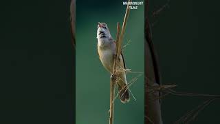 Sound of The Great Reed Warbler Bird 🕊️ [upl. by Nyleahs]