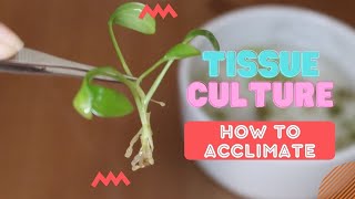 TISSUE CULTURE 101  A guide and howto acclimate tissue culture plants at home [upl. by Ilatan877]