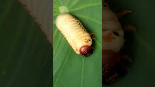 Rhinoceros Beetle Larvae  4K Close up  Rhino Beetle Larva  Macro View [upl. by Ynoble]