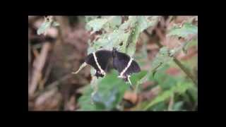 Mariposa Cola de Golondrina Heraclides pelaus portoricensis Swallow Tail Butterfly [upl. by Filia]